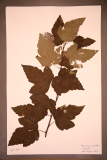Physocarpus opulifolius 'Diabolo' RCPGdnHerbarium (225).JPG